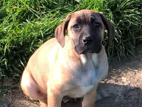 cucciolo cane corso fulvo